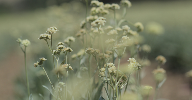 kaucuk_guayule.jpg